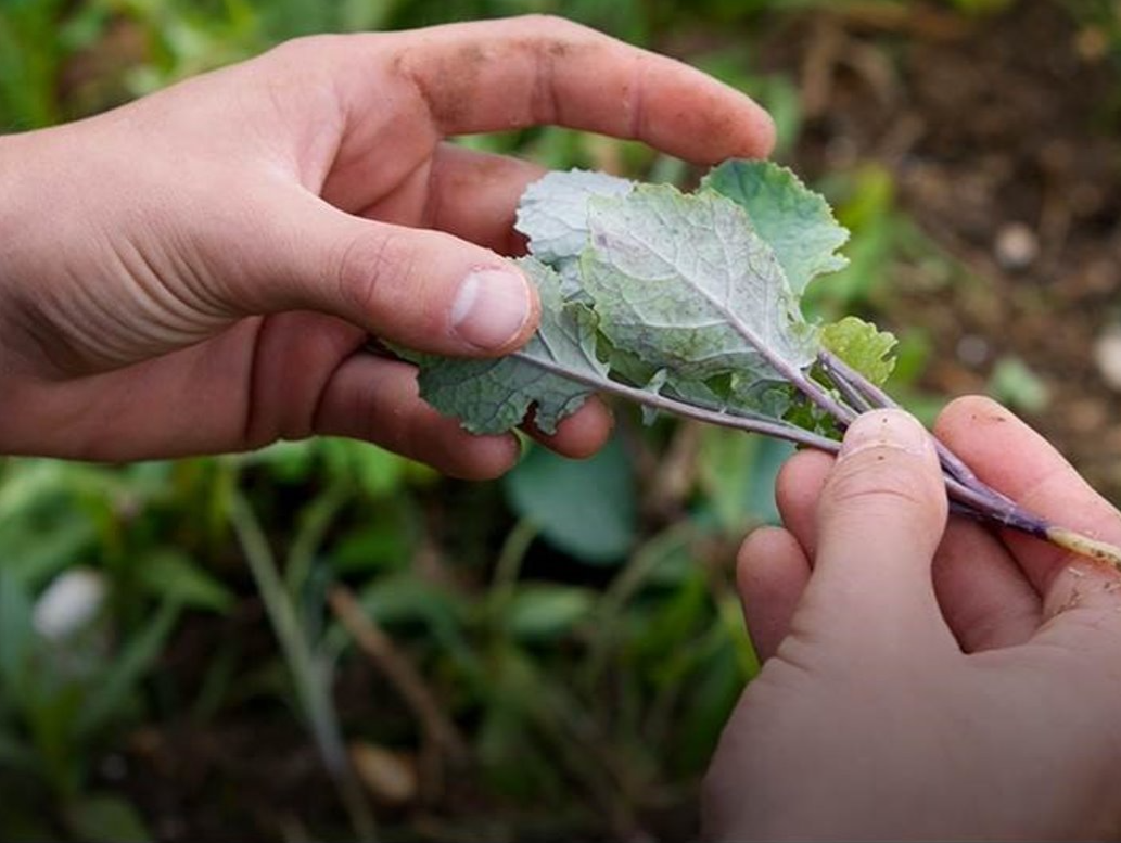 « Des agriculteurs engagés en faveur de la régénération des sols »