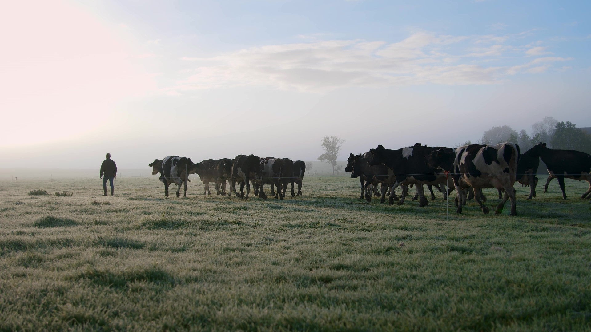 Agriculture Nestlé producteur de lait