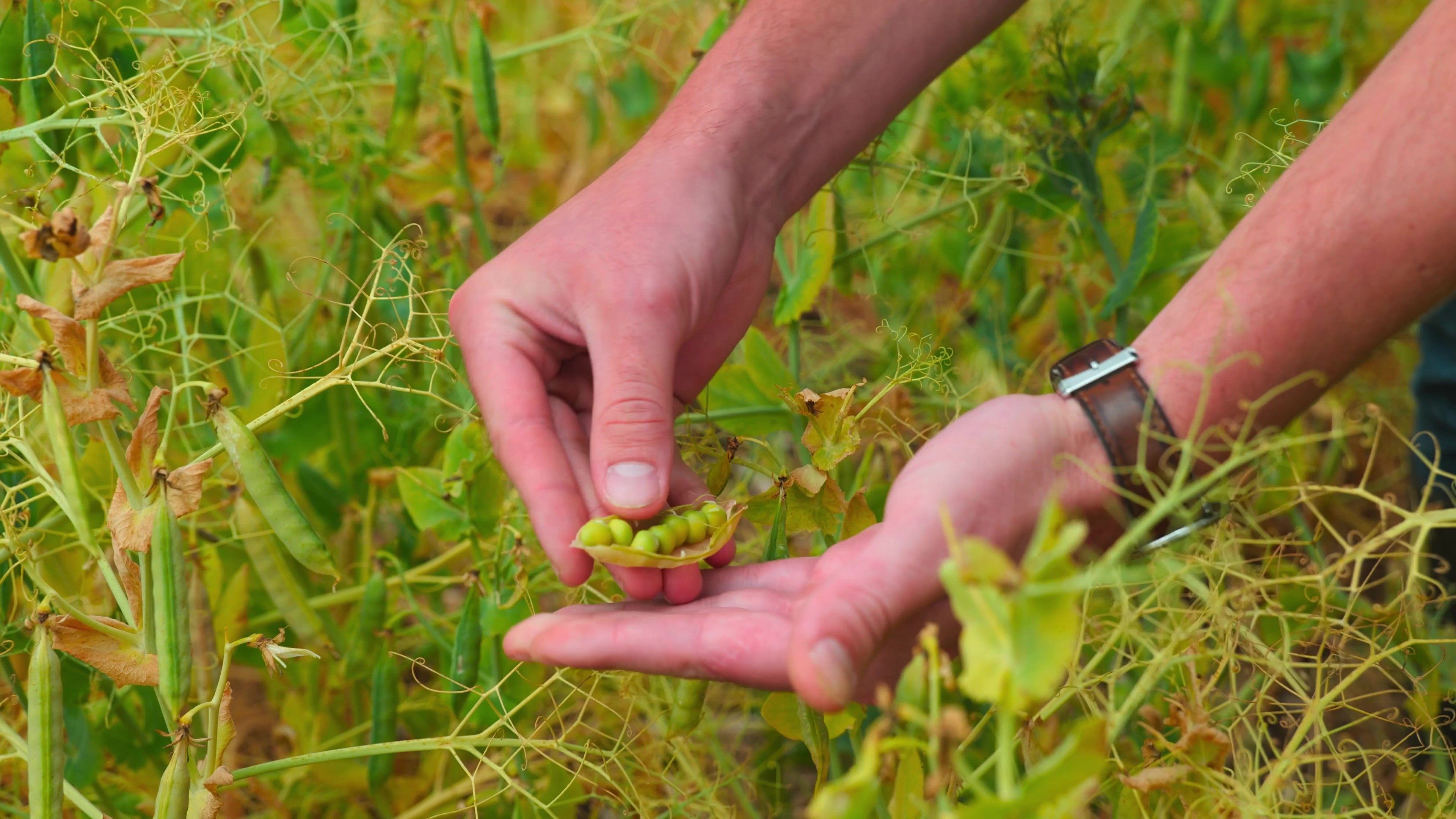 Nestlé alimentation végétale, Nestlé pois jaune