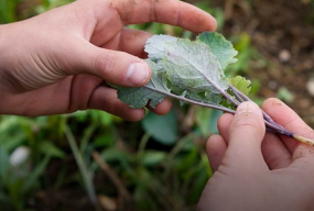 « Des agriculteurs engagés en​ faveur de la régénération des sols » 