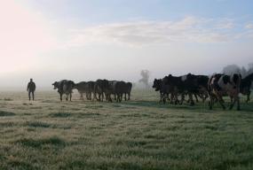 Agriculture Nestlé producteur de lait