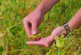 Nestlé alimentation végétale, Nestlé pois jaune